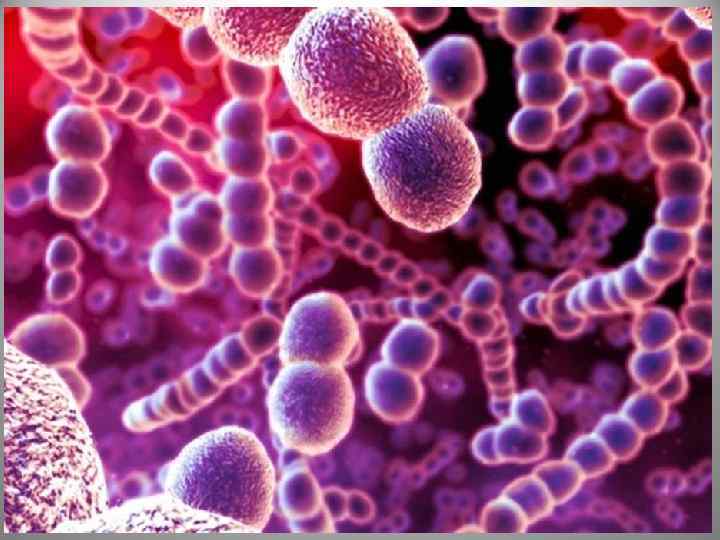 Бакте рии (эубактерии (Eubacteria), др. -греч. βακτήριον — палочка) — домен (надцарство) прокариотных (безъядерных)