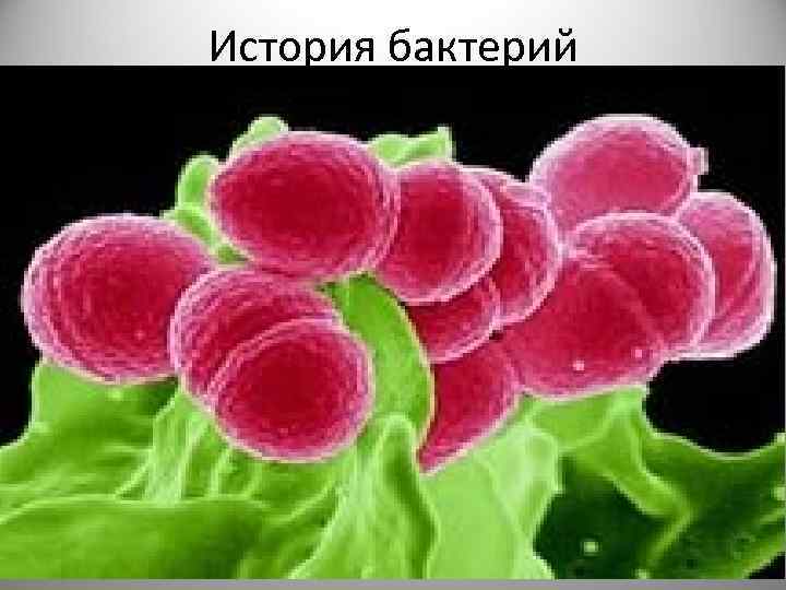 История бактерий Впервые бактерии увидел в оптический микроскоп и описал в 1676 году Антони