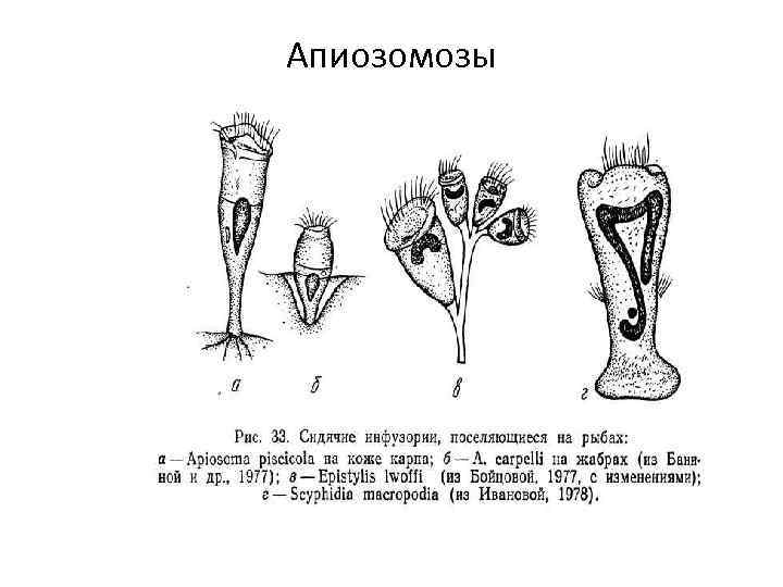 Апиозомозы 