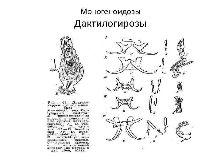 Моногеноидозы Дактилогирозы 