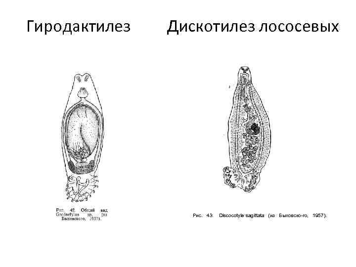  Гиродактилез Дискотилез лососевых Рис. 43. Discocotyle sagittata (из Быховско-го, 1957). 