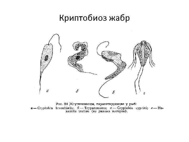Криптобиоз жабр 
