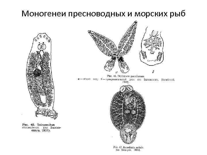 Моногенеи пресноводных и морских рыб 