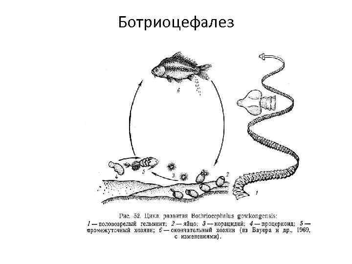 Ботриоцефалез 
