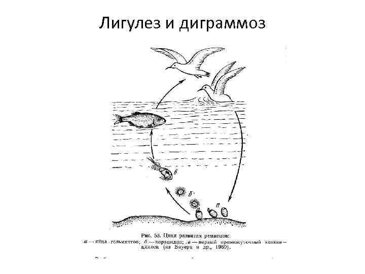 Лигулез и диграммоз 