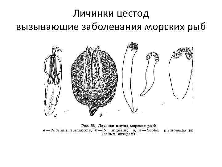 Личинки цестод вызывающие заболевания морских рыб 
