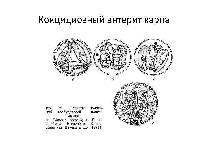 Кокцидиозный энтерит карпа 