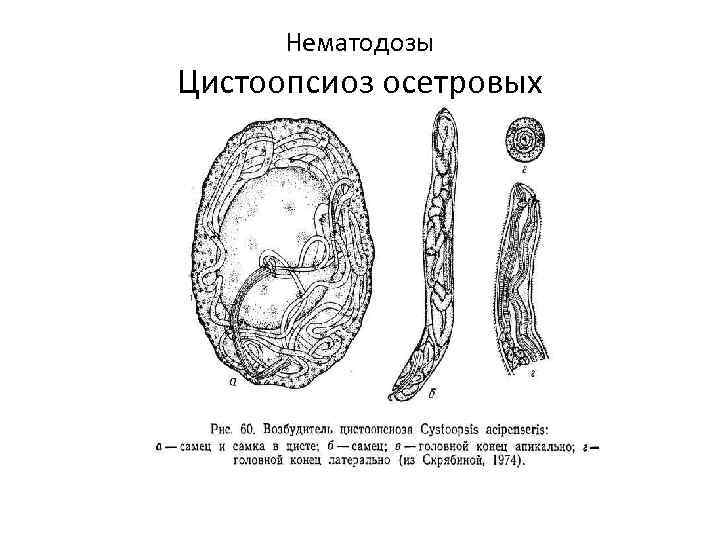 Нематодозы Цистоопсиоз осетровых 