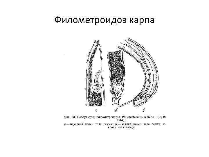 Филометроидоз карпа 