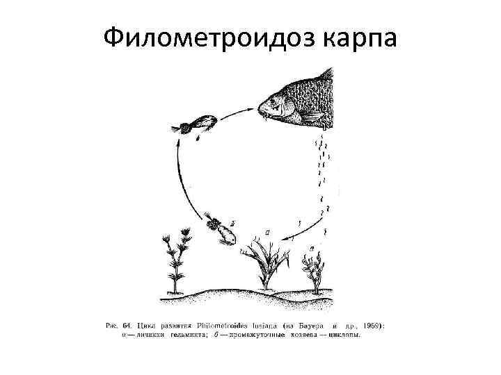 Филометроидоз карпа 