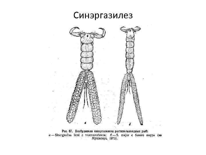 Синэргазилез 