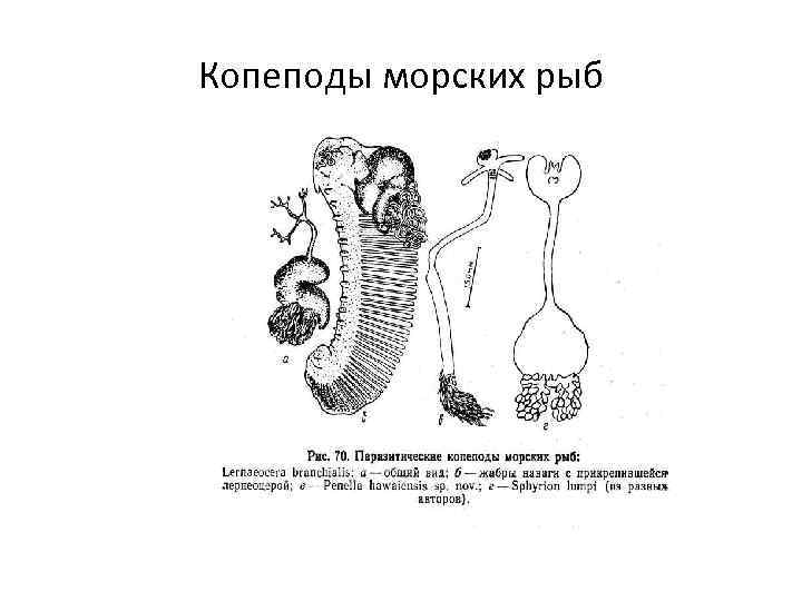 Копеподы морских рыб 