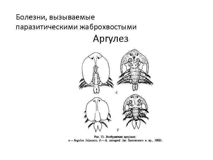  Болезни, вызываемые паразитическими жаброхвостыми Аргулез 