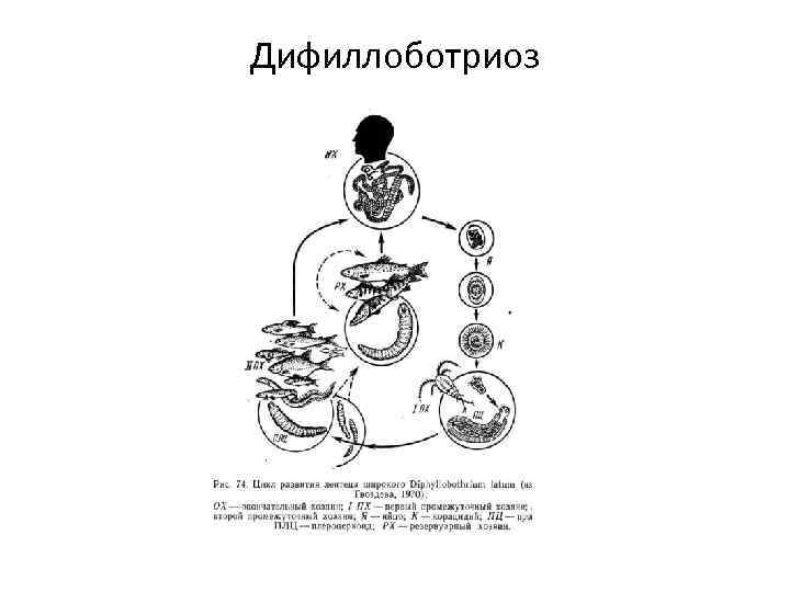 Дифиллоботриоз 