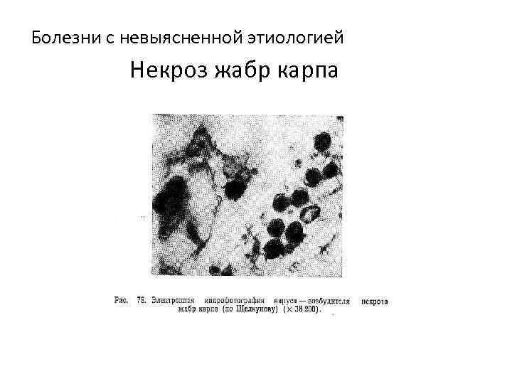 Болезни с невыясненной этиологией Некроз жабр карпа 