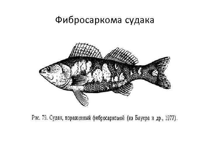Фибросаркома судака 