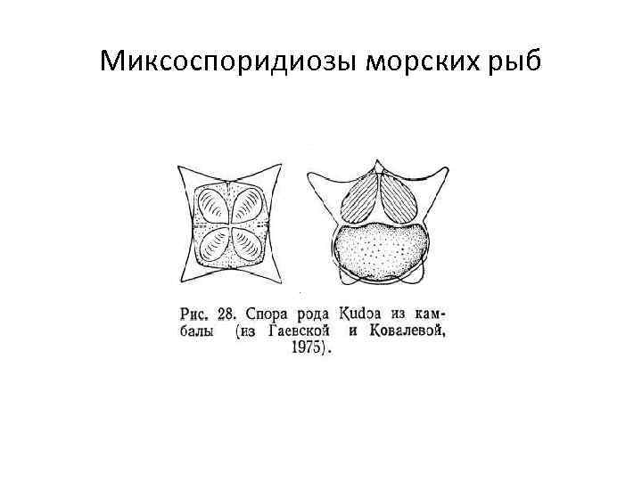 Миксоспоридиозы морских рыб 