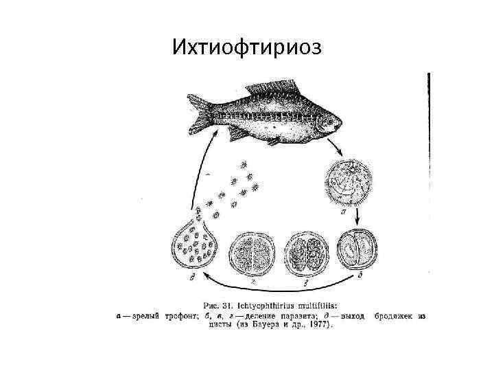 Ихтиофтириоз 