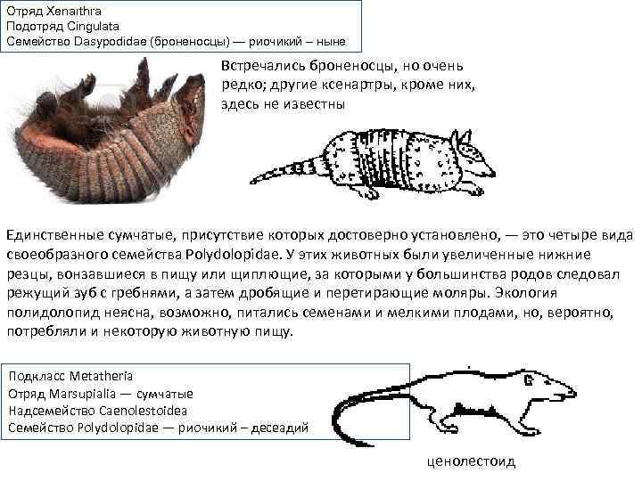 Отряд Xenarthra Подотряд Cingulata Семейство Dasypodidae (броненосцы) — риочикий – ныне Встречались броненосцы, но