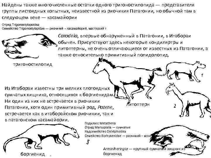 Найдены также многочисленные остатки одного тригоностилопида — представителя группы листоядных копытных, неизвестной из риочикия
