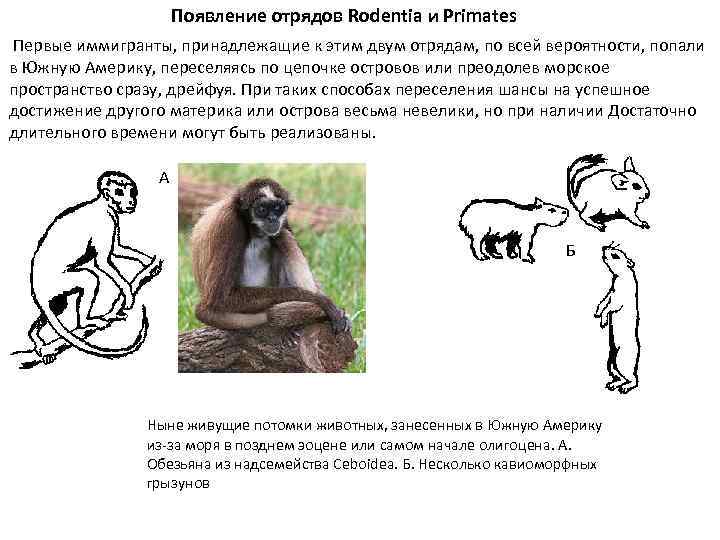 Общие черты приматов. Отряд хоботных и приматов. Первые приматы. Внешнее строение приматов. Отряд приматы первые.