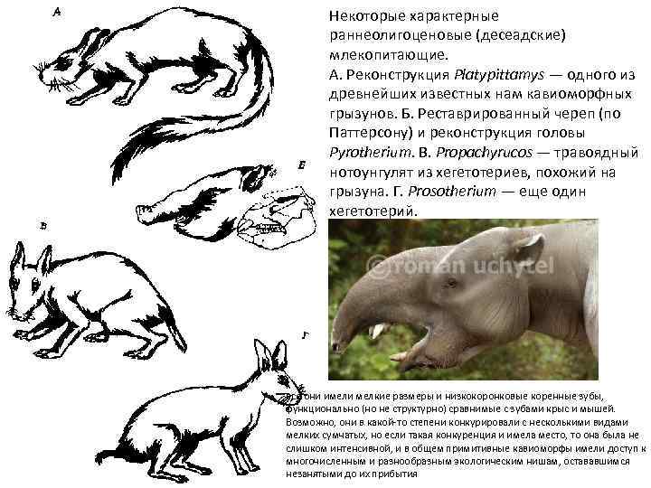Некоторые характерные раннеолигоценовые (десеадские) млекопитающие. А. Реконструкция Platypittamys — одного из древнейших известных нам