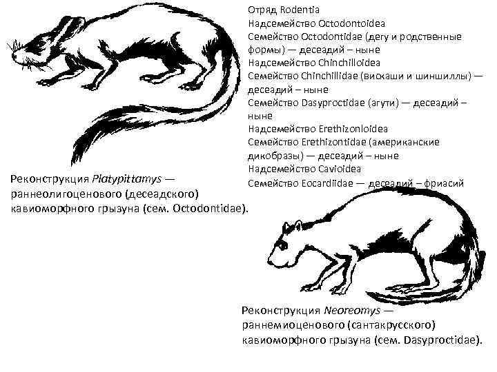 Отряд Rodentia Надсемейство Octodontoidea Семейство Octodontidae (дегу и родственные формы) — десеадий – ныне