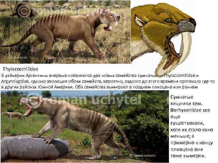 Thylacosmilidae В уайкерии Аргентины впервые появляются два новых семейства сумчатых — Thylacosmilidae и Argyrolagidae,
