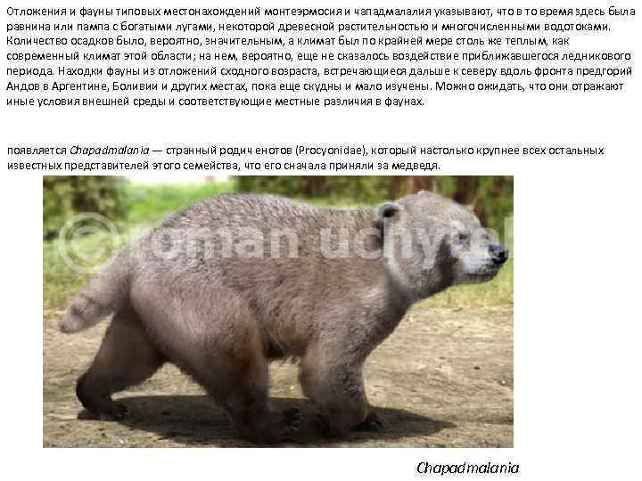 Отложения и фауны типовых местонахождений монтеэрмосия и чападмалалия указывают, что время здесь была равнина