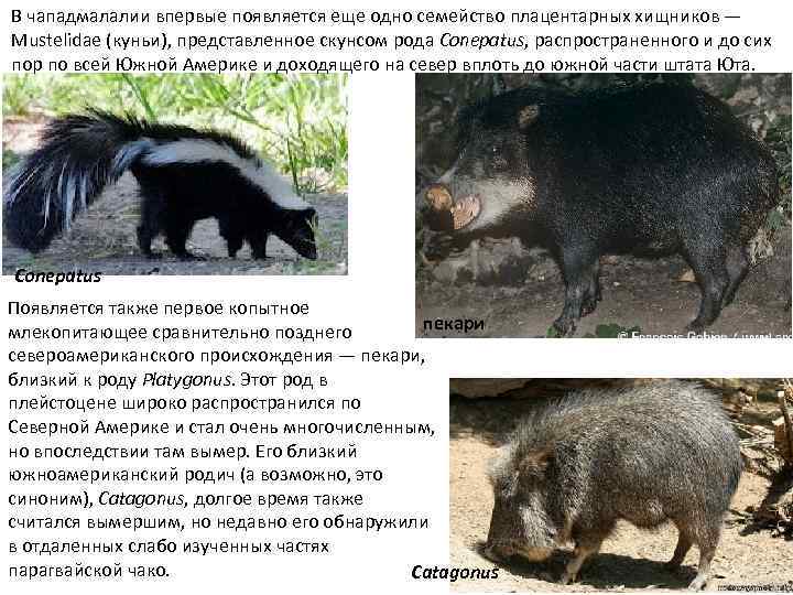 В чападмалалии впервые появляется еще одно семейство плацентарных хищников — Mustelidae (куньи), представленное скунсом