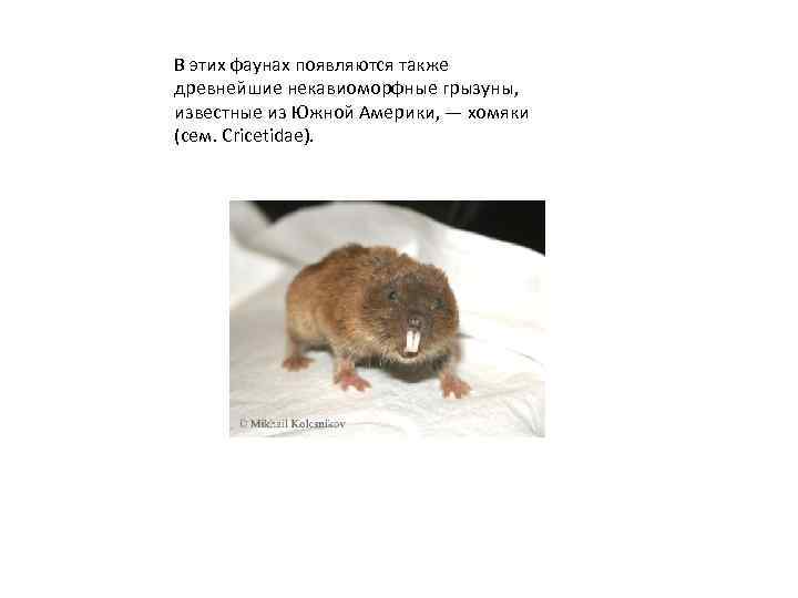 В этих фаунах появляются также древнейшие некавиоморфные грызуны, известные из Южной Америки, — хомяки