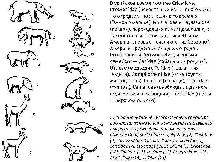 В укийское время помимо Cricetidae, Procyonidae (неизвестных из типового укия, но определенно живших в