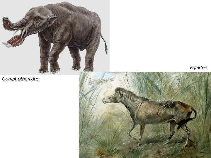 Equidae Gomphothenidae 