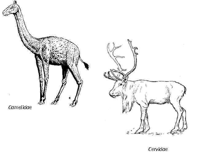 Camelidae Cervidae 