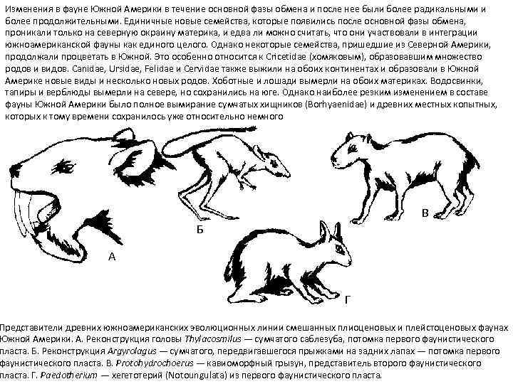 Изменения в фауне Южной Америки в течение основной фазы обмена и после нее были