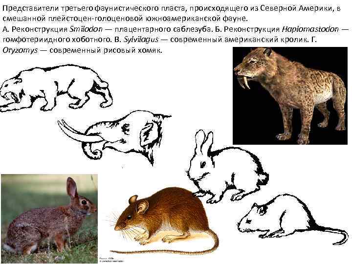 Представители третьего фаунистического пласта, происходящего из Северной Америки, в смешанной плейстоцен-голоценовой южноамериканской фауне. А.