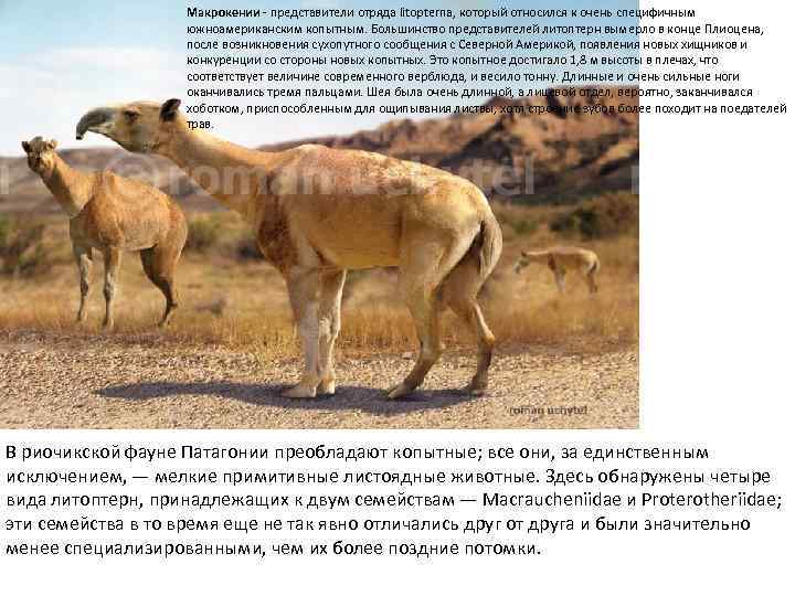 Макрокении - представители отряда litopterna, который относился к очень специфичным южноамериканским копытным. Большинство представителей