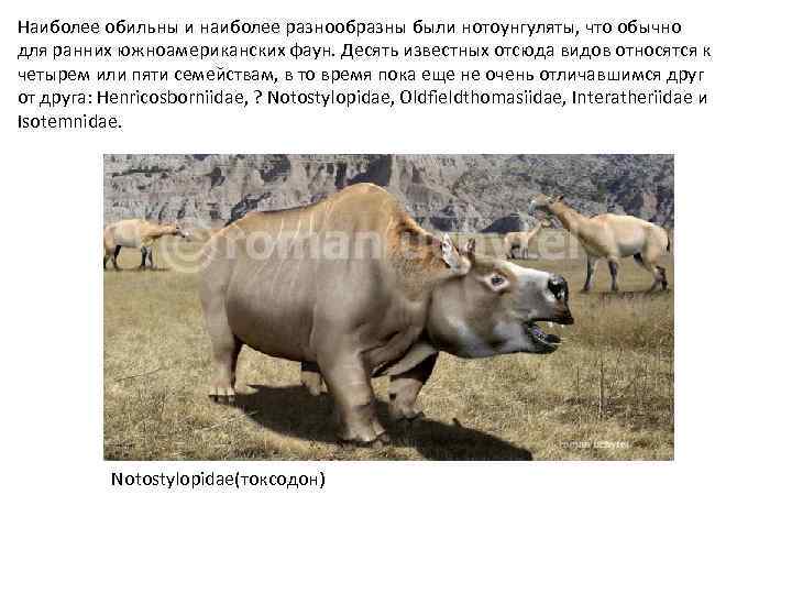 Наиболее обильны и наиболее разнообразны были нотоунгуляты, что обычно для ранних южноамериканских фаун. Десять
