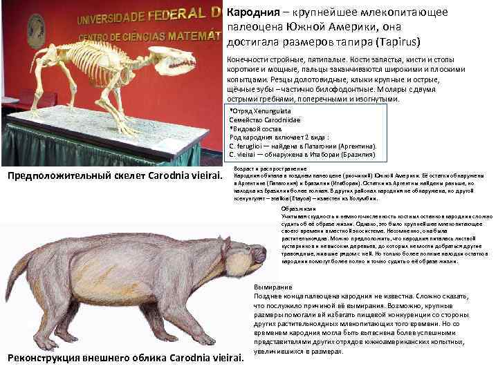 Кародния – крупнейшее млекопитающее палеоцена Южной Америки, она достигала размеров тапира (Tapirus) Конечности стройные,