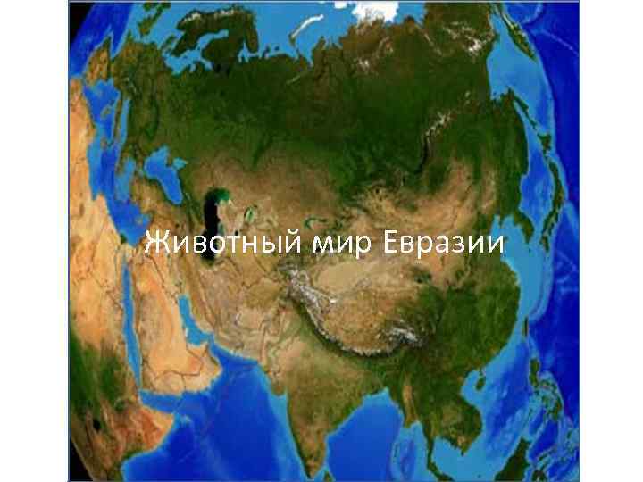 Са Животный мир Евразии 