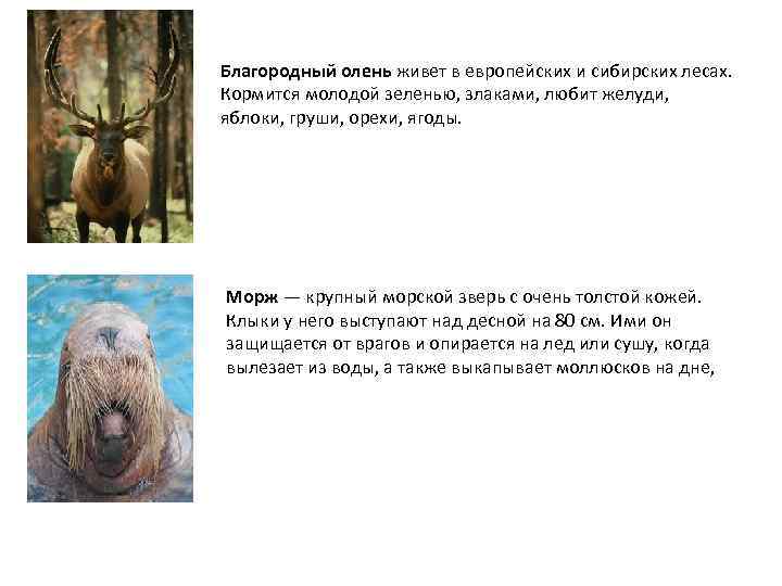 Благородный олень живет в европейских и сибирских лесах. Кормится молодой зеленью, злаками, любит желуди,