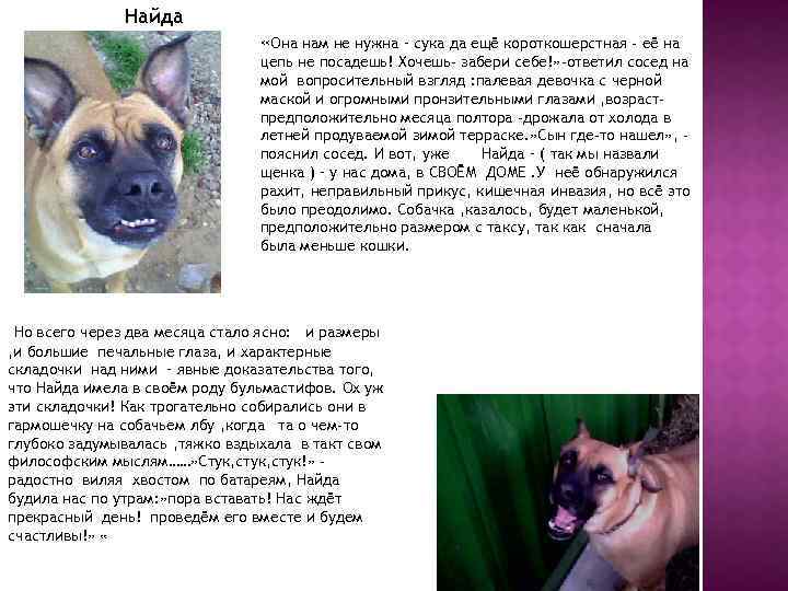 Найда «Она нам не нужна – сука да ещё короткошерстная - её на цепь