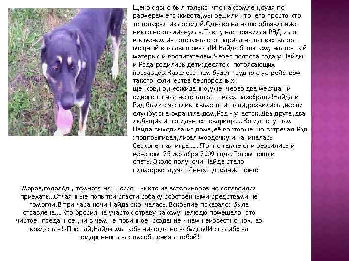 Щенок явно был только что накормлен, судя по размерам его живота, мы решили что