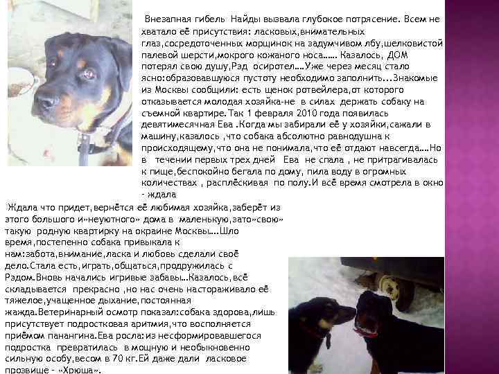 Внезапная гибель Найды вызвала глубокое потрясение. Всем не хватало её присутствия: ласковых, внимательных глаз,