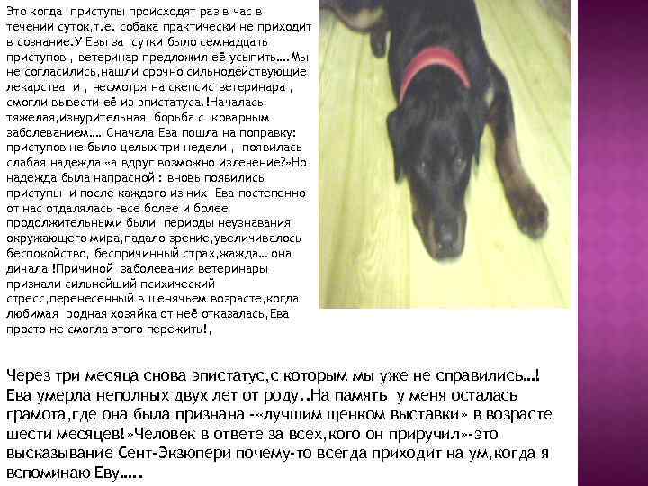 Это когда приступы происходят раз в час в течении суток, т. е. собака практически