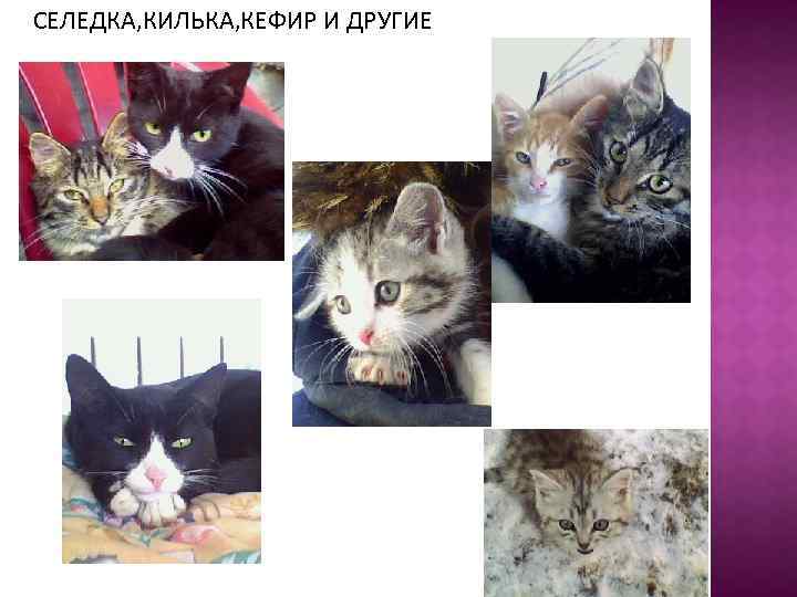 СЕЛЕДКА, КИЛЬКА, КЕФИР И ДРУГИЕ 