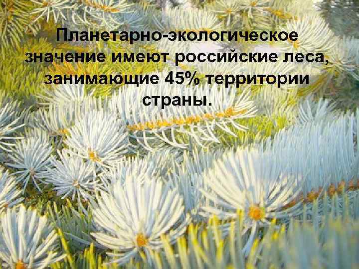 Планетарно-экологическое значение имеют российские леса, занимающие 45% территории страны. 