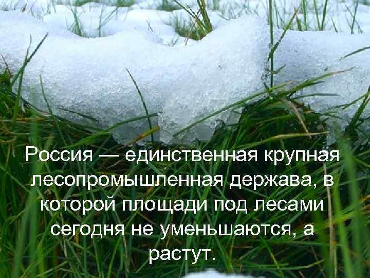 Россия — единственная крупная лесопромышленная держава, в которой площади под лесами сегодня не уменьшаются,