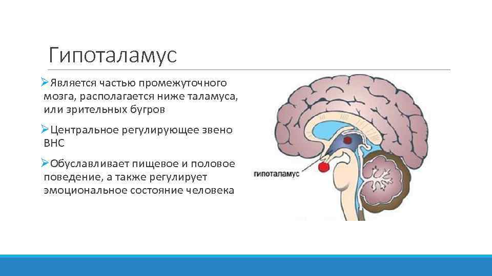 Гипоталамус ØЯвляется частью промежуточного мозга, располагается ниже таламуса, или зрительных бугров ØЦентральное регулирующее звено