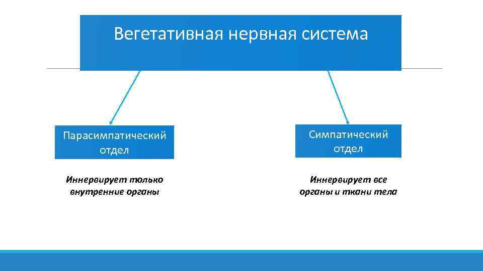 Вегетативная нервная система Парасимпатический отдел Симпатический отдел Иннервирует только внутренние органы Иннервирует все органы